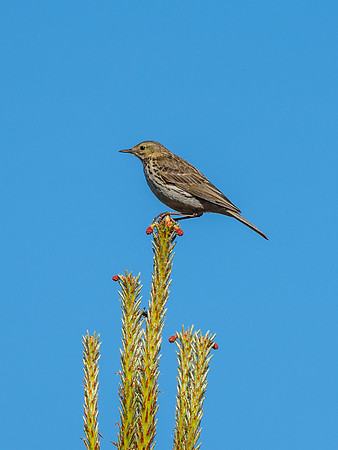 Meadow Pipit (Anthus pratensis) (2) [1806077]