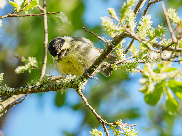 Coal Tit Chick (Periparus ater) (4) [1806056]