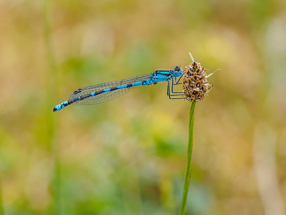 Common Blue Damselfly (Enallagma cyathigerum) (3) [1806031]