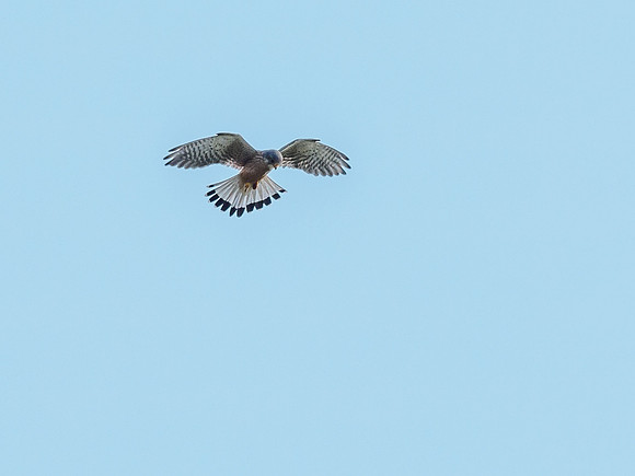 Kestrel (Falco tinnunculus) [1806053]