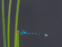 Common Blue Damselfly (Enallagma cyathigerum) (1) [1806012]