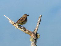 Meadow Pipit (Anthus pratensis) (1) [1806014]