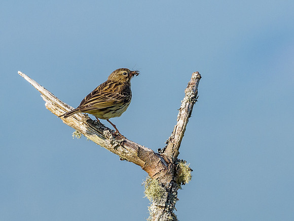Meadow Pipit (Anthus pratensis) (1) [1806014]