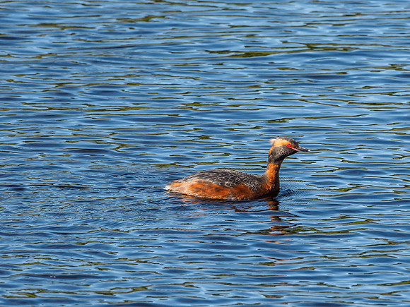 Slavonian Grebe (Podiceps auritus) (8) [1806082]