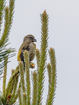 Crossbill (Loxia scotica) (4) [1805037]
