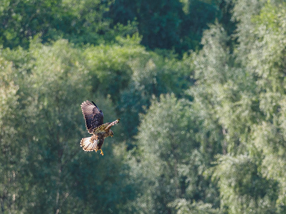 Full Flaps [1906017]