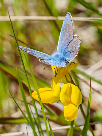 Common Blue (Polyommatus icarus) (4) [1806089]
