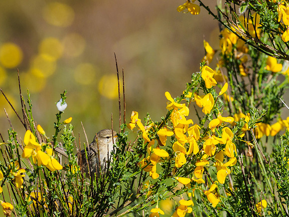 Willow Warbler (Phylloscopus trochilus) [1806076]