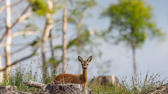 Roe Deer (Capreolus capreolus) (2) [1806058]