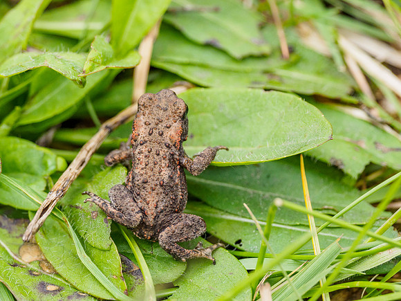 Baby Common Toad (Bufo bufo) [1806032]