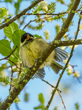 Coal Tit Chick (Periparus ater) (3) [1806055]