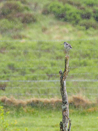 Greenshank (Tringa nebularia) [1806060]