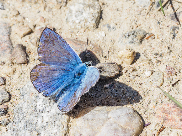 Common Blue (Polyommatus icarus) (3) [1806088]