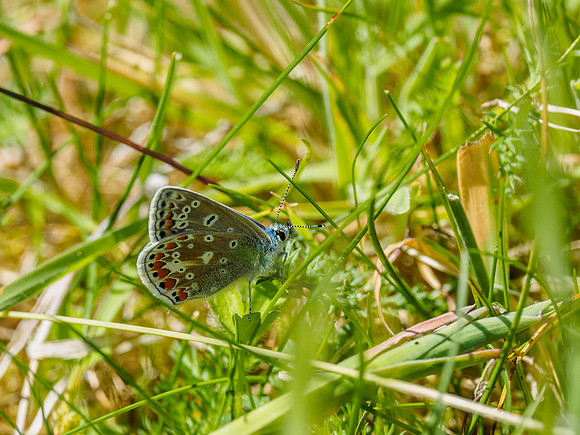 Common Blue (Polyommatus icarus) (1) [1806086]