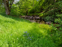 Riverside Woodland Scene [1806007]