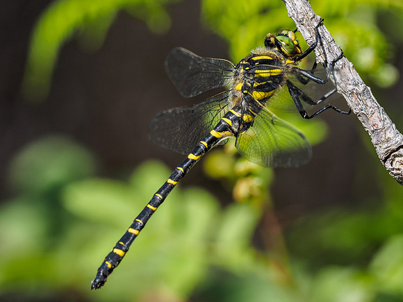 Golden-ringed Dragonfly (Cordulegaster boltonii) (2) [1806083]