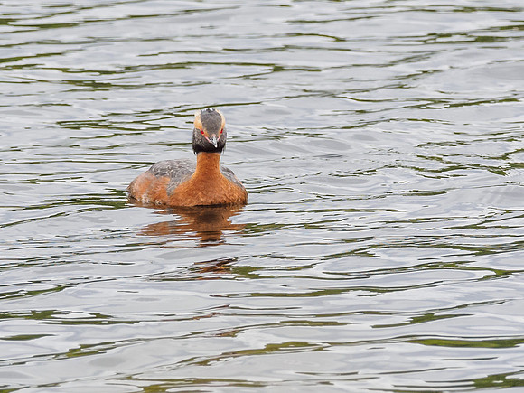 Slavonian Grebe (Podiceps auritus) (5) [1806074]