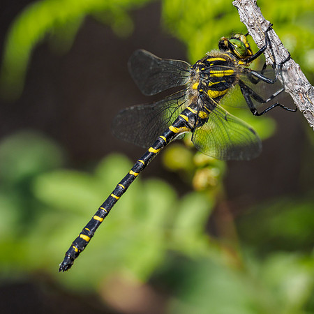 Golden-ringed Dragonfly (Cordulegaster boltonii) (3) [1806084]