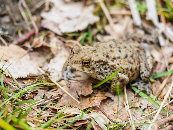 Common Toad (Bufo bufo) (2) [1806029]