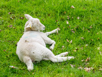 Cooked Lamb [1806008]