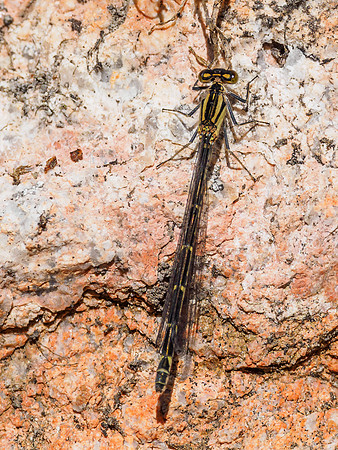 Red-eyed Damselfly Female (Erythromma najas) [1806078]