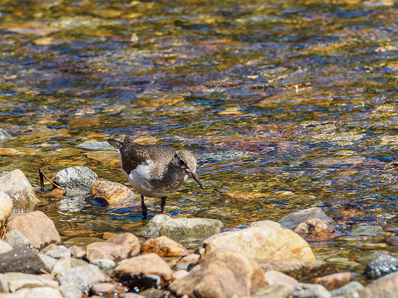 Common Sandpiper (Actitis hypoleucos) (1) [1806094]