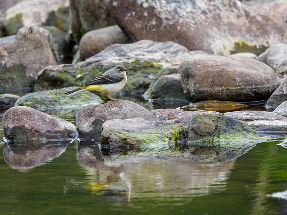 Grey Wagtail (Motacilla cinerea) [1806001]