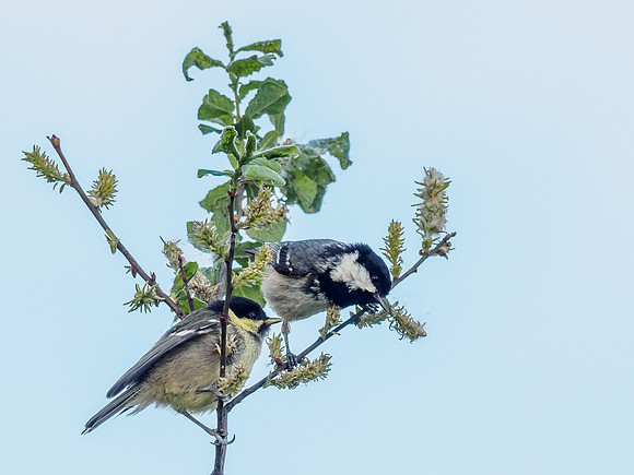 Coal Tit Chick & Adult(Periparus ater) [1806052]