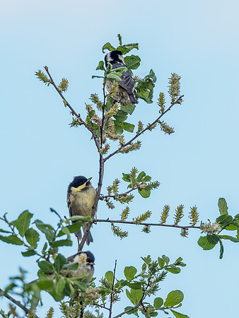 Coal Tit Chick (1) (Periparus ater) [1806051]