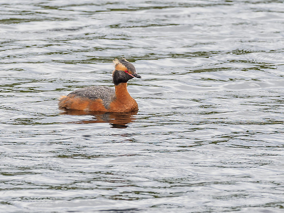 Slavonian Grebe (Podiceps auritus) (2) [1806071]