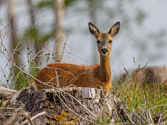 Roe Deer (Capreolus capreolus) (1) [1806057]