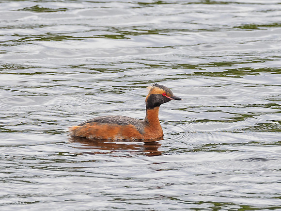 Slavonian Grebe (Podiceps auritus) (3) [1806072]