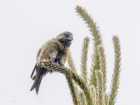 Crossbill (Loxia scotica) (2) [1805035]
