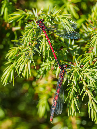 Mating Large Red Damselflies (Pyrrhosoma nymphula) on Juniper [1806080]