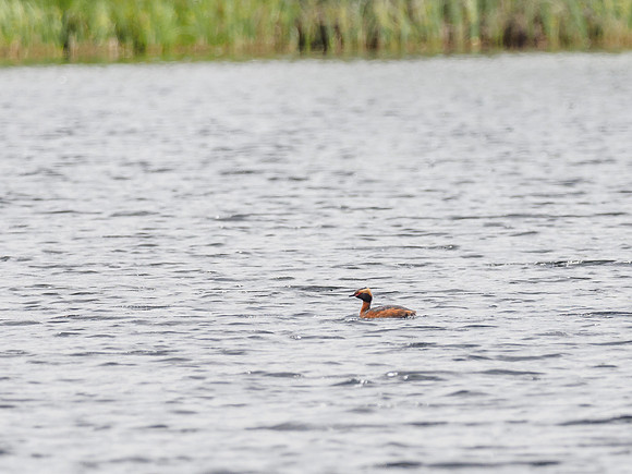 Slavonian Grebe (Podiceps auritus) (1) [1806033]
