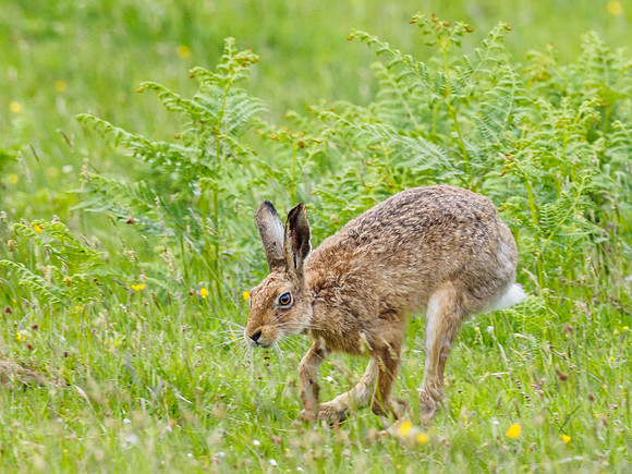 The Hare is on the Move! (2) [1806047]