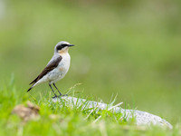 Wheatear (Oenanthe oenanthe) [1806013]