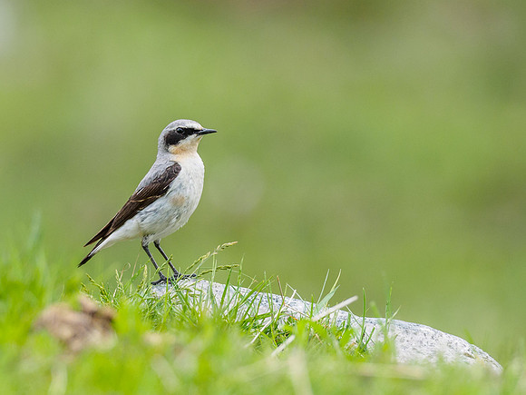 Wheatear (Oenanthe oenanthe) [1806013]