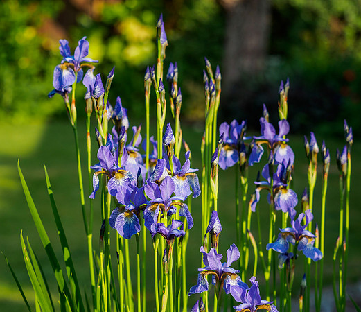 Blue Iris [1806002]