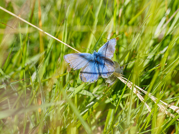 Common Blue (Polyommatus icarus) (2) [1806087]