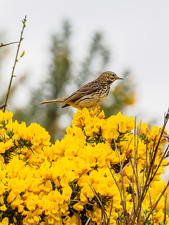 Meadow Pipit (Anthus pratensis) (2) [1806038]