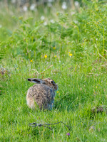 Hare Ball [1806019]