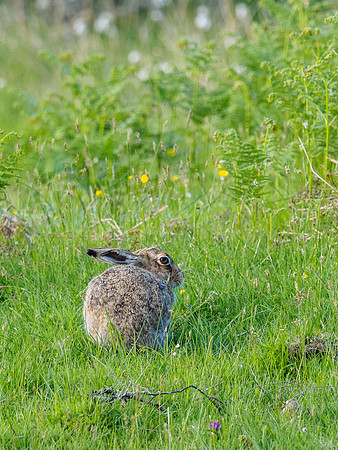 Hare Ball [1806019]