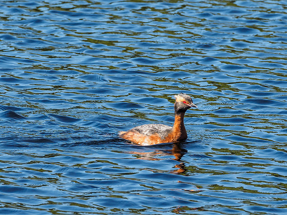Slavonian Grebe (Podiceps auritus) (7) [1806081]