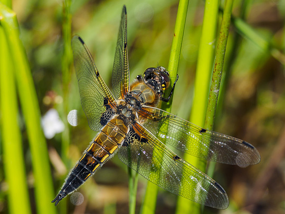 Four-spotted Chaser (Libellula quadrimaculata) (4) [1806091]