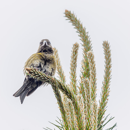 Crossbill (Loxia scotica) (3) [1805036]