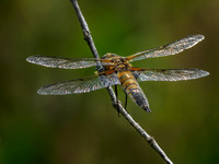Four Spotted Chaser (Libellula quadrimaculata) (2) [1806010]