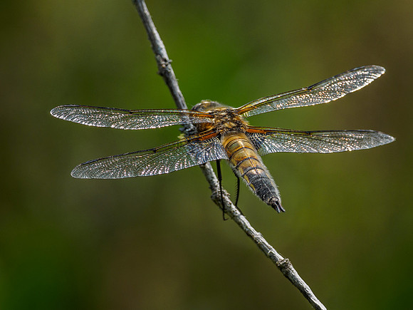 Four Spotted Chaser (Libellula quadrimaculata) (2) [1806010]