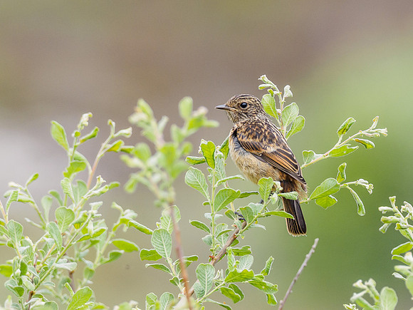 Juvenile Stonechat (Saxicola torquata) [1806026]