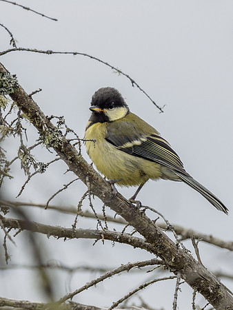 Young Great Tit (Parus major) [1806070]